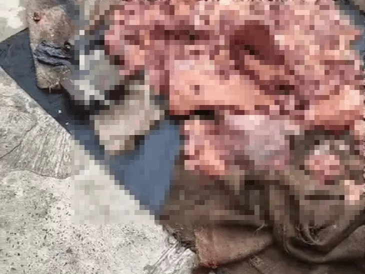 गोमांस तस्करी का पर्दाफाश, 70 किलो मांस के साथ एक दबोचा गया